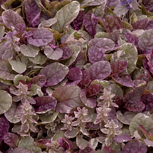 Ajuga Burgundy Glow